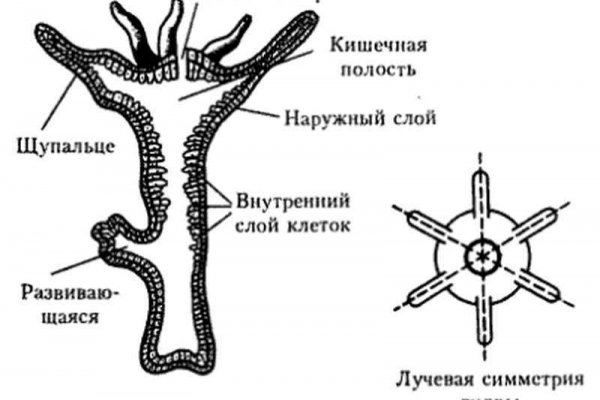 Ссылка на blacksprut через тор